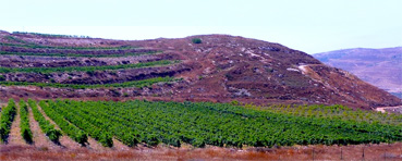 Bron: Breslev.co.il. Prijswinnende wijngaard Carbernet Sauvignon in de buurt van Yitzhar in Samaria